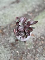Zdjęcie rosliny doniczkowej Pepperomia Cayenne, ujęcie 2