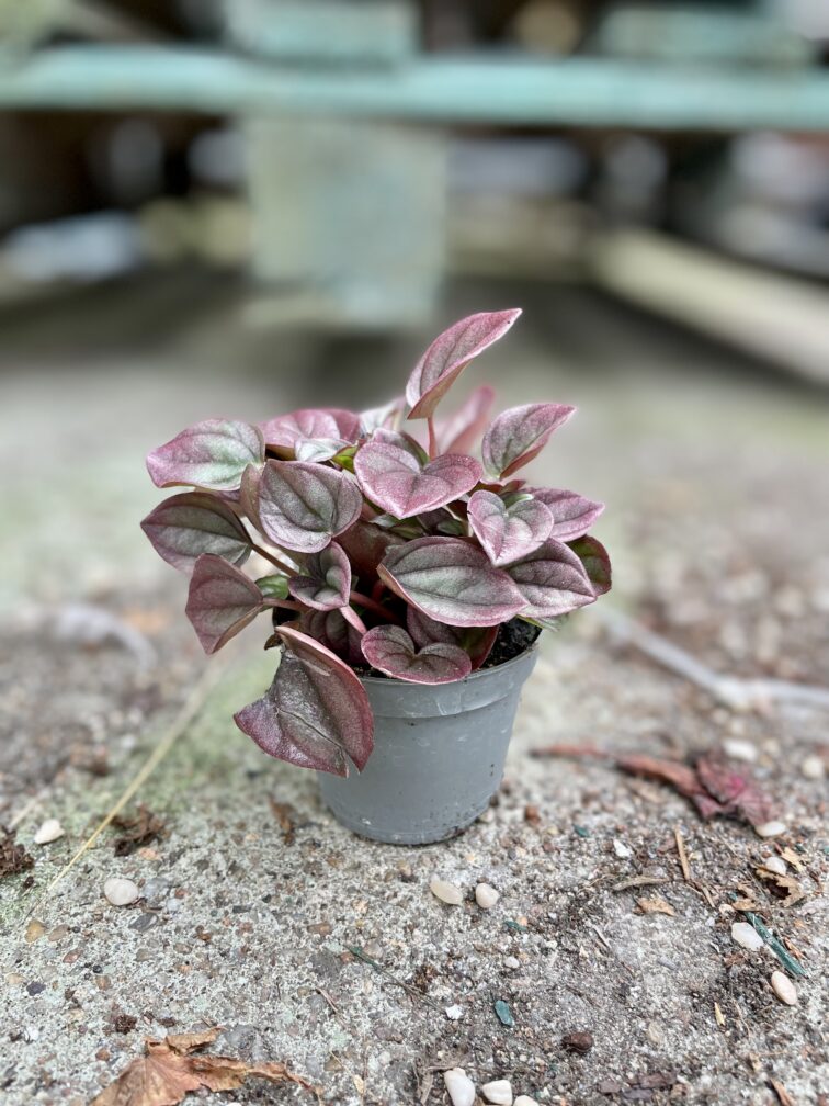 Zdjęcie rosliny doniczkowej Pepperomia Cayenne, ujęcie 4