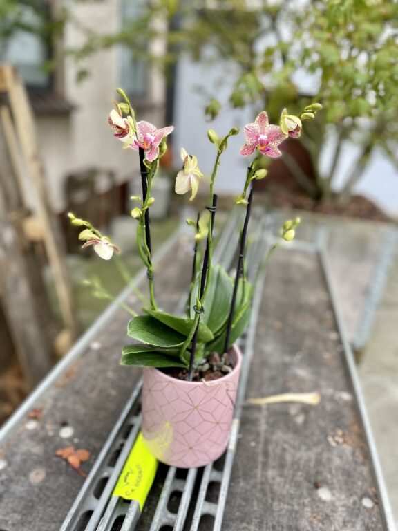 Zdjęcie rosliny doniczkowej Phalaenopsis Pikachu, ujęcie 1