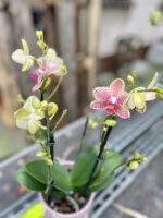 Zdjęcie rosliny doniczkowej Phalaenopsis Pikachu, ujęcie 2