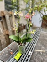 Zdjęcie rosliny doniczkowej Phalaenopsis Pikachu, ujęcie 3