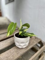 Zdjęcie rosliny doniczkowej Philodendron Cream Splash, ujęcie 1