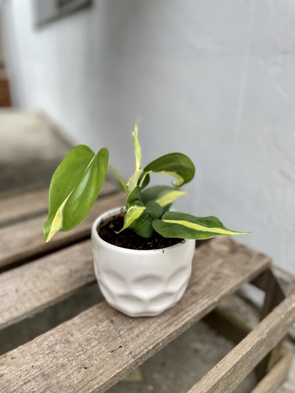 Zdjęcie rosliny doniczkowej Philodendron Cream Splash, ujęcie 1