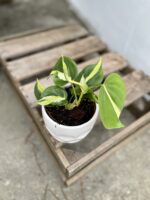 Zdjęcie rosliny doniczkowej Philodendron Cream Splash, ujęcie 2