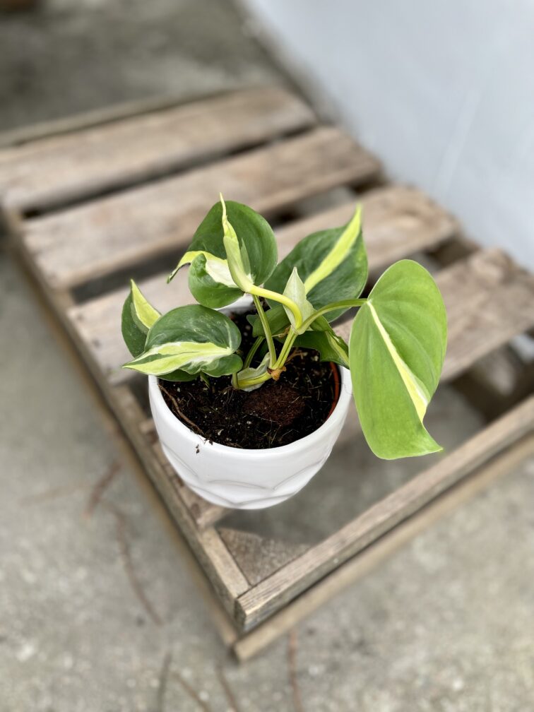 Zdjęcie rosliny doniczkowej Philodendron Cream Splash, ujęcie 2