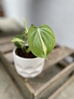 Zdjęcie rosliny doniczkowej Philodendron Cream Splash, ujęcie 3