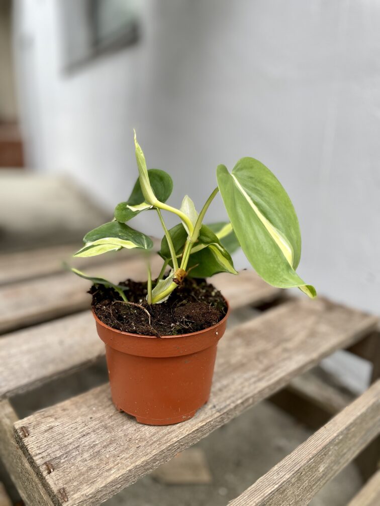 Zdjęcie rosliny doniczkowej Philodendron Cream Splash, ujęcie 4