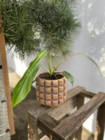 Zdjęcie rosliny doniczkowej Philodendron Joepii, ujęcie 1