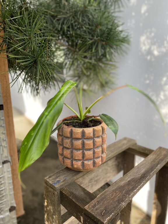 Zdjęcie rosliny doniczkowej Philodendron Joepii, ujęcie 1