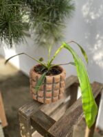 Zdjęcie rosliny doniczkowej Philodendron Joepii, ujęcie 3