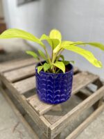 Zdjęcie rosliny doniczkowej Philodendron Malay Gold, ujęcie 1