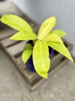 Zdjęcie rosliny doniczkowej Philodendron Malay Gold, ujęcie 2