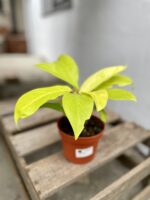 Zdjęcie rosliny doniczkowej Philodendron Malay Gold, ujęcie 3
