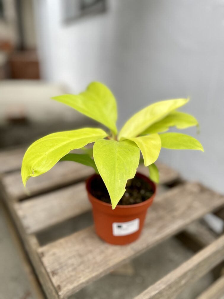 Zdjęcie rosliny doniczkowej Philodendron Malay Gold, ujęcie 3