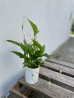 Zdjęcie rosliny doniczkowej Spathiphyllum (Skrzydłokwiat), ujęcie 1