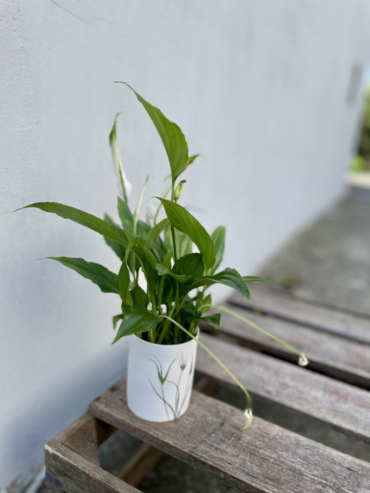 Zdjęcie rosliny doniczkowej Spathiphyllum (Skrzydłokwiat), ujęcie 1