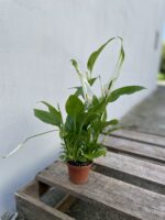 Zdjęcie rosliny doniczkowej Spathiphyllum (Skrzydłokwiat), ujęcie 3