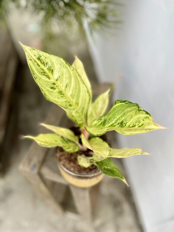 Zdjęcie rosliny doniczkowej Aglaonema Chartreuse "Pretty", ujęcie 1