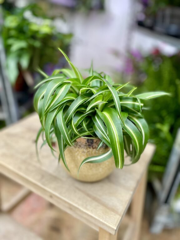 Zdjęcie rosliny doniczkowej Chlorophytum comosum Bonnie (Zielistka), ujęcie 1