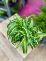 Zdjęcie rosliny doniczkowej Chlorophytum comosum Bonnie (Zielistka), ujęcie 2