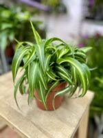 Zdjęcie rosliny doniczkowej Chlorophytum comosum Bonnie (Zielistka), ujęcie 3