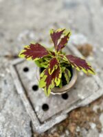 Zdjęcie rosliny doniczkowej Colleus Le Freak, ujęcie 1