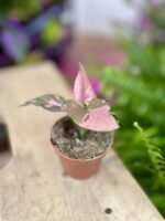 Zdjęcie rosliny doniczkowej Syngonium Pink Splash, ujęcie 3
