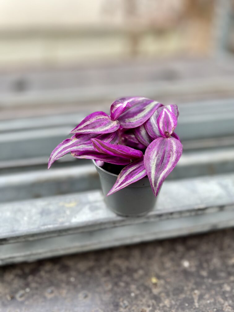 Zdjęcie rosliny doniczkowej Tradescantia Pink Paradise, ujęcie 1