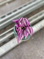 Zdjęcie rosliny doniczkowej Tradescantia Pink Paradise, ujęcie 2