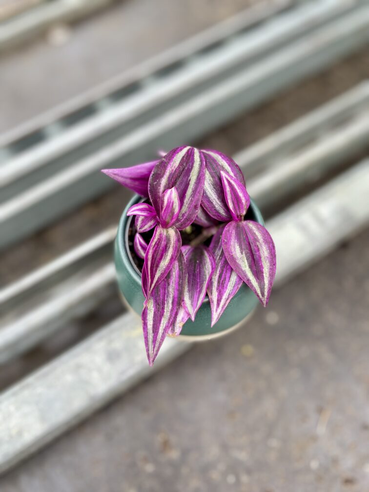Zdjęcie rosliny doniczkowej Tradescantia Pink Paradise, ujęcie 2