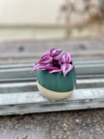 Zdjęcie rosliny doniczkowej Tradescantia Pink Paradise, ujęcie 3