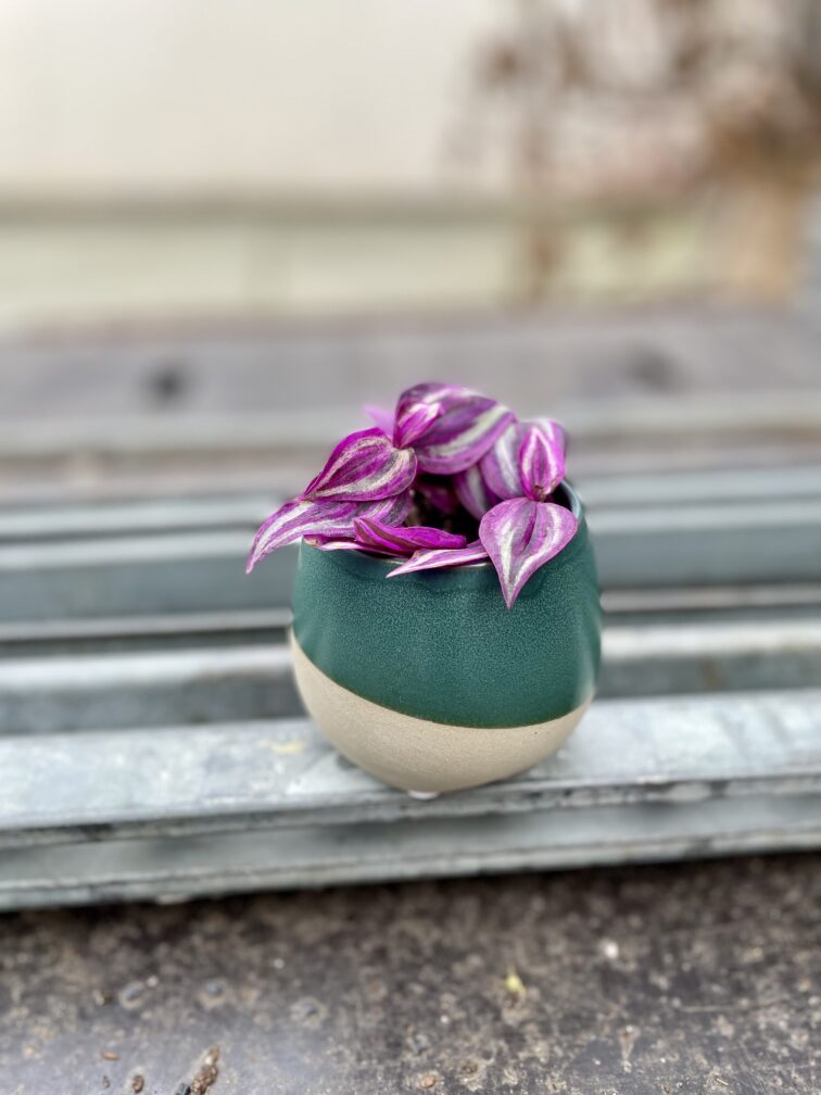 Zdjęcie rosliny doniczkowej Tradescantia Pink Paradise, ujęcie 3