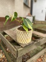 Zdjęcie doniczki lub oslonki: Osłona Honeycombs 10 × 9 cm, ujęcie 2
