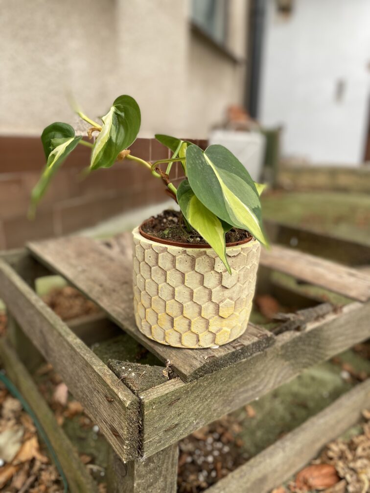 Zdjęcie doniczki lub oslonki: Osłona Honeycombs 10 × 9 cm, ujęcie 2