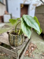 Zdjęcie doniczki lub oslonki: Osłonka Dynia 12 × 13 cm, ujęcie 2