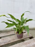 Zdjęcie doniczki lub oslonki: Osłonka Jasmine 6 × 6 cm, ujęcie 2