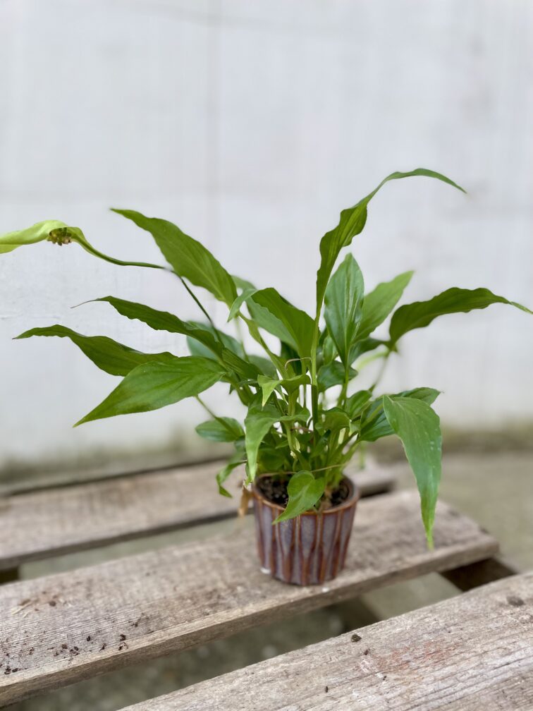 Zdjęcie doniczki lub oslonki: Osłonka Jasmine 6 × 6 cm, ujęcie 2