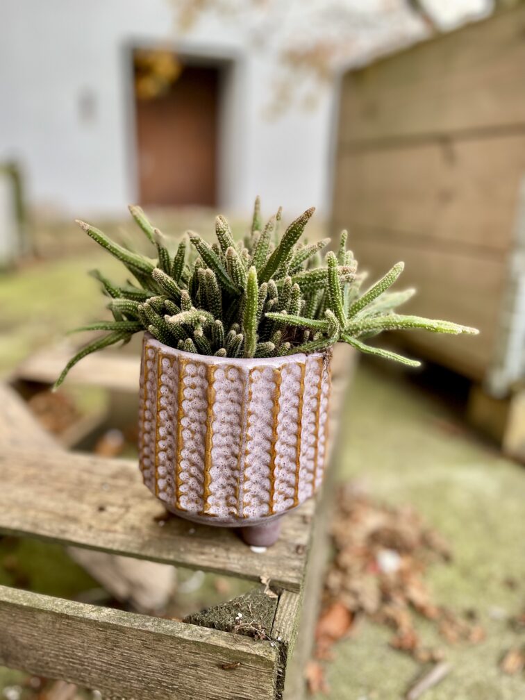 Zdjęcie doniczki lub oslonki: Osłonka Patli 10 × 13 cm, ujęcie 2