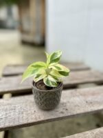 Zdjęcie doniczki lub oslonki: Osłonka Pella 6 × 6 cm, ujęcie 2