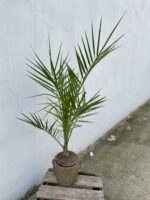 Zdjęcie rosliny doniczkowej Phoenix Canariensis (Daktylowiec kanaryjski), ujęcie 1