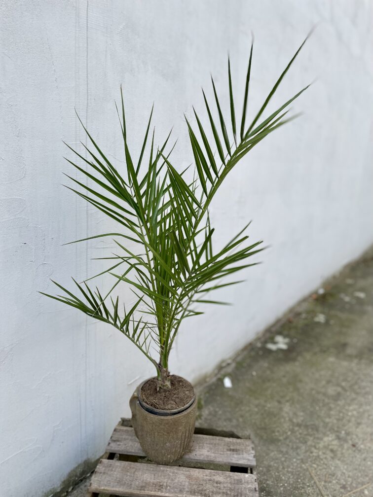 Zdjęcie rosliny doniczkowej Phoenix Canariensis (Daktylowiec kanaryjski), ujęcie 1