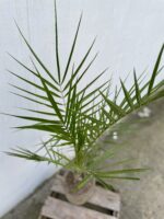 Zdjęcie rosliny doniczkowej Phoenix Canariensis (Daktylowiec kanaryjski), ujęcie 2