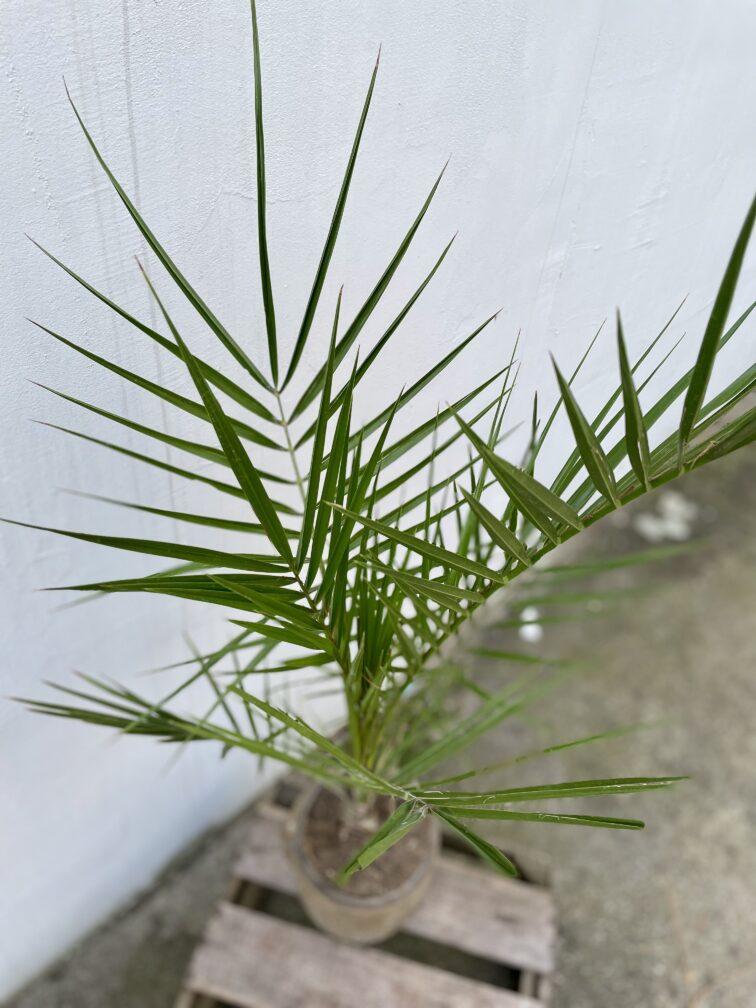 Zdjęcie rosliny doniczkowej Phoenix Canariensis (Daktylowiec kanaryjski), ujęcie 2