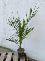 Zdjęcie rosliny doniczkowej Phoenix Canariensis (Daktylowiec kanaryjski), ujęcie 3