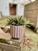 Zdjęcie rosliny doniczkowej Rhipsalis baccifera Horrida (Patyczak), ujęcie 1