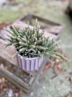 Zdjęcie rosliny doniczkowej Rhipsalis baccifera Horrida (Patyczak), ujęcie 2