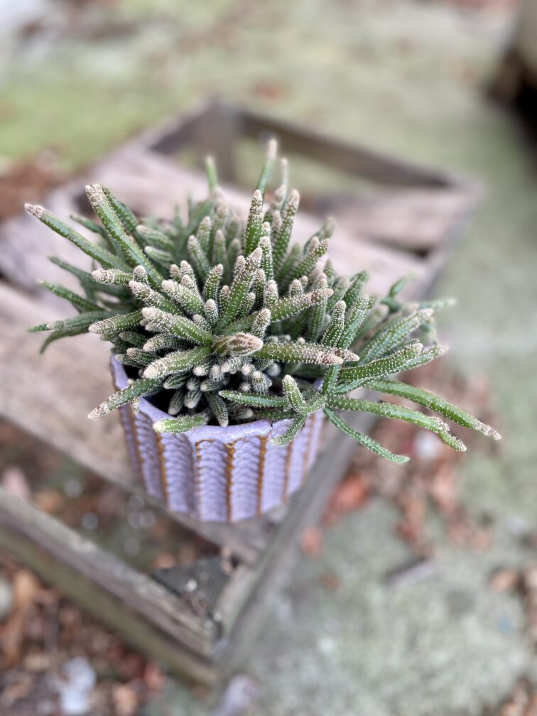 Zdjęcie rosliny doniczkowej Rhipsalis baccifera Horrida (Patyczak), ujęcie 2
