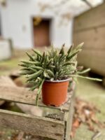 Zdjęcie rosliny doniczkowej Rhipsalis baccifera Horrida (Patyczak), ujęcie 3