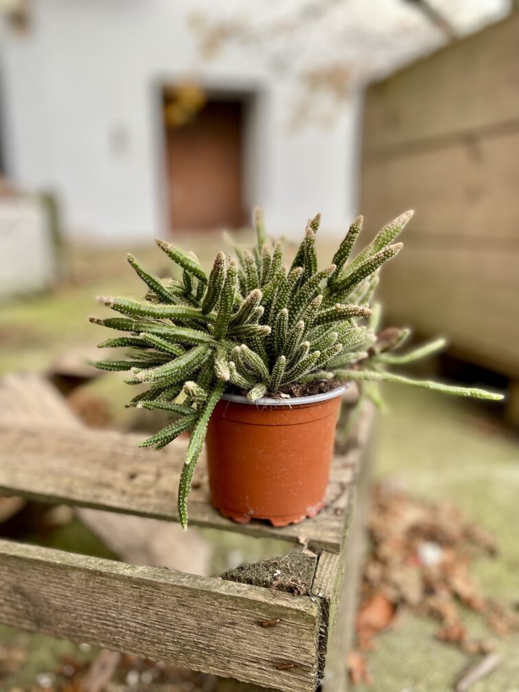 Zdjęcie rosliny doniczkowej Rhipsalis baccifera Horrida (Patyczak), ujęcie 3