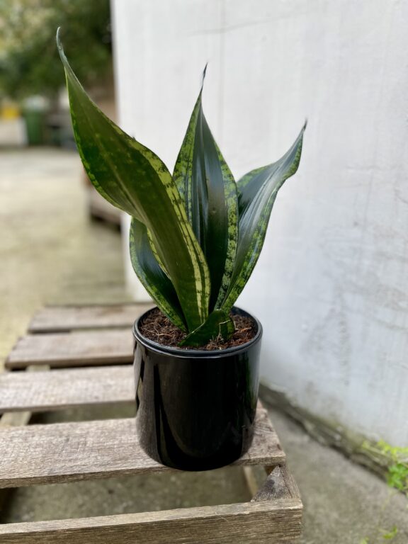 Zdjęcie rosliny doniczkowej Sansevieria trifasciata Silver Flame, ujęcie 1